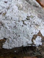 Trapelia placodioides