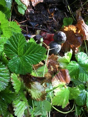 Xerocomellus zelleri