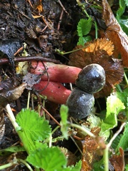 Xerocomellus zelleri