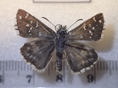 Pyrgus onopordi
