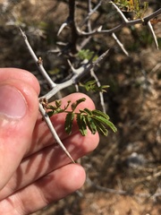 Dichrostachys