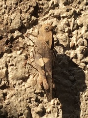 Humbe tenuicornis