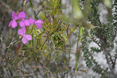 Stylidium scandens