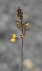 Stylidium luteum