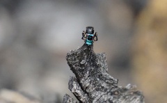 Maratus karrie