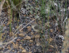 Acanthiza inornata