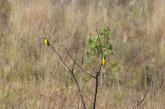 Ploceus cucullatus nigriceps