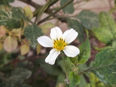Bidens odorata