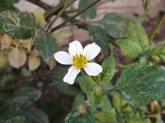 Bidens odorata