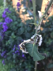 Megalopyge defoliata