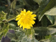 Helminthotheca echioides