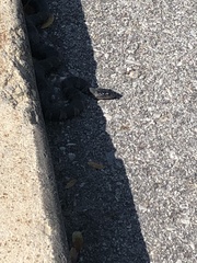 Nerodia sipedon sipedon