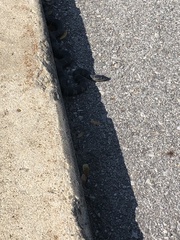 Nerodia sipedon sipedon