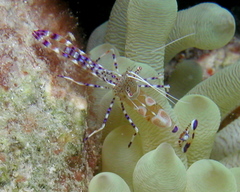 Periclimenes yucatanicus