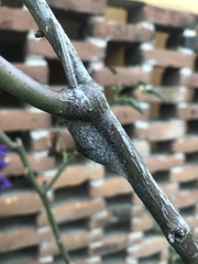 Megalopyge defoliata