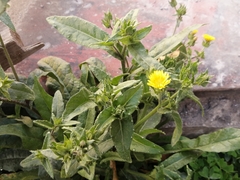 Helminthotheca echioides