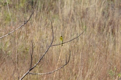 Ploceus cucullatus nigriceps