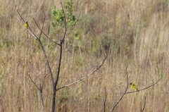 Ploceus cucullatus nigriceps