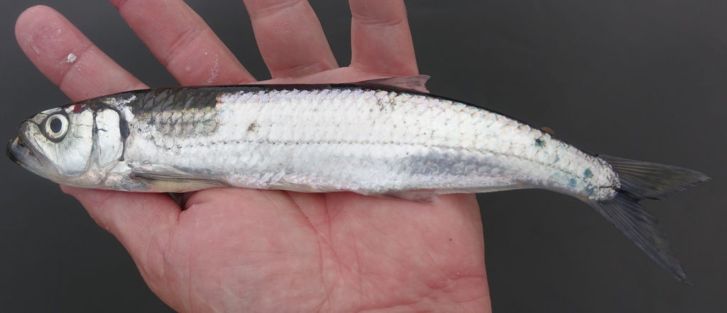 Fanged tetra (Agoniates halecinus) — Triportheidae