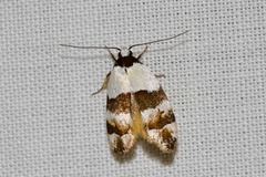 Euphiltra eroticella