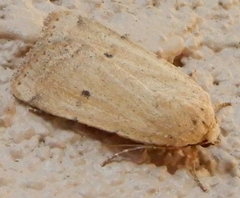 Abagrotis orbis