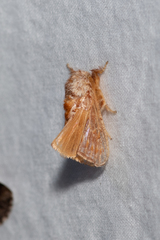 Pseudanapaea denotata