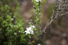 Maratus karrie