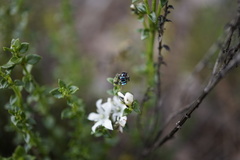 Maratus karrie