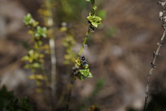 Maratus karrie