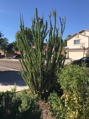 Fouquieria splendens