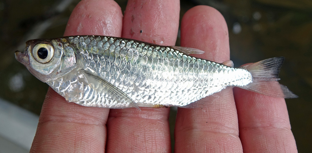 Keeled characin (Triportheus brachipomus) — Triportheidae