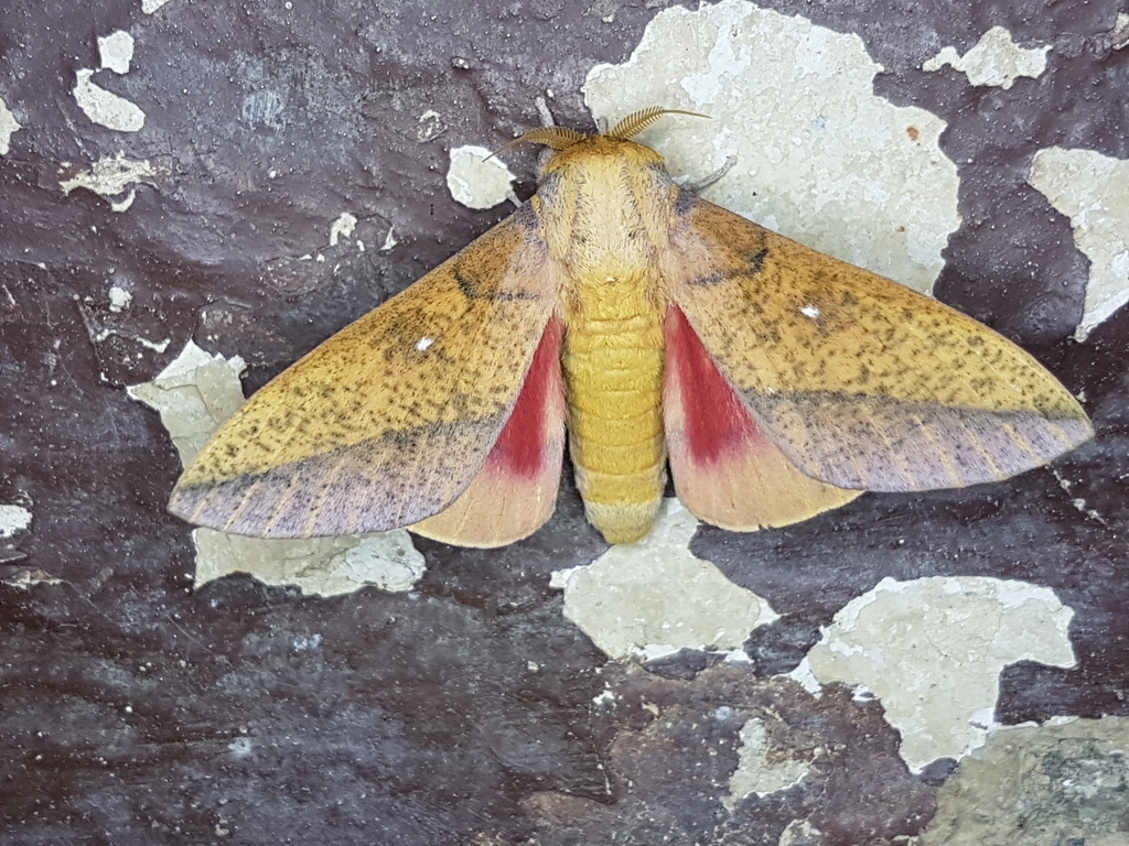 Syssphinx smithi
