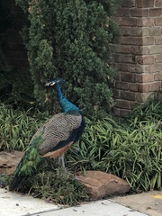 Pavo cristatus × muticus