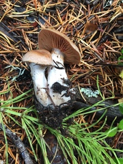 Cortinarius laniger