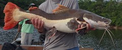 Redtail Catfish photo 4