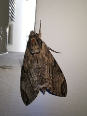 Psilogramma discistriga