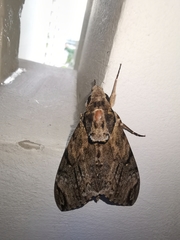 Psilogramma discistriga