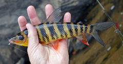 Banded Leporinus photo 2