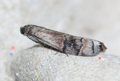Euzophera vinnulella