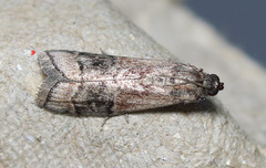 Euzophera vinnulella