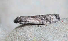 Euzophera vinnulella