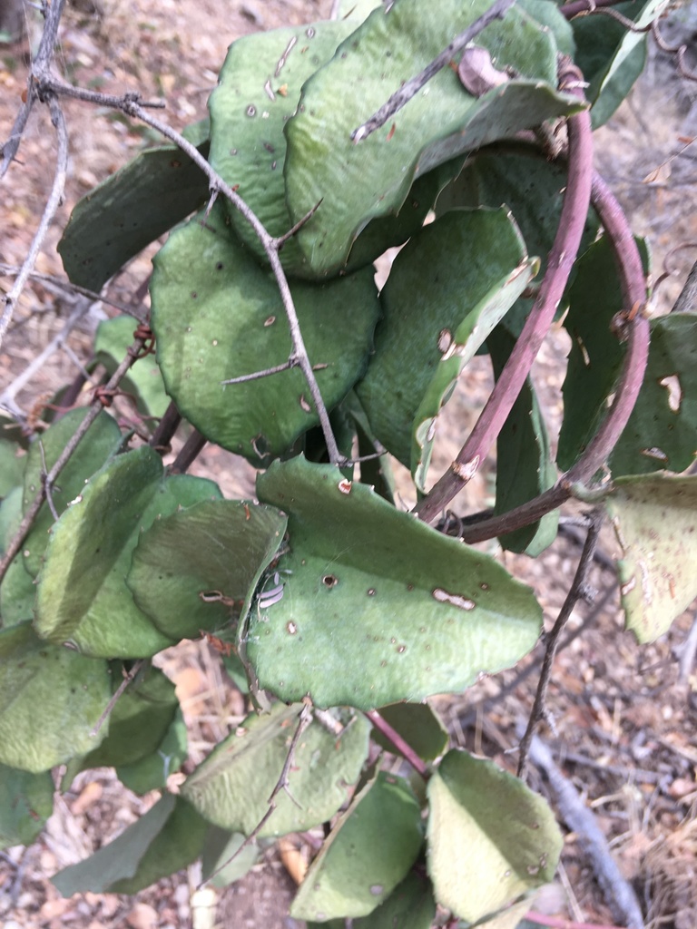 Cissus rotundifolia
