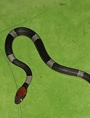 Pseudoleptodeira latifasciata