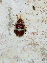 Asphaera discicollis