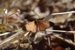 Acraea caldarena
