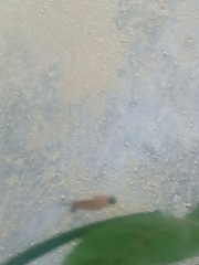 Ptecticus testaceus