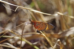 Acraea caldarena