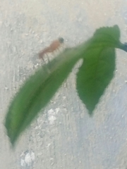 Ptecticus testaceus