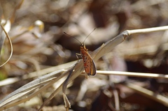 Acraea caldarena