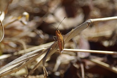 Acraea caldarena